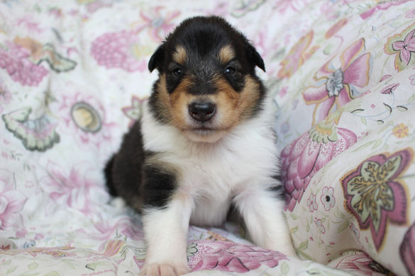 Chiots Tiana 3 semaines 023.JPG