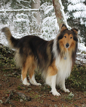 11 chiens dans la neige 303.JPG