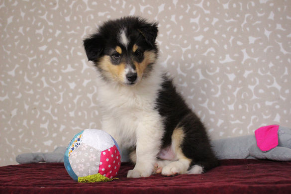 Chiots Colley 2 mois et Shetland 1 mois 253.JPG