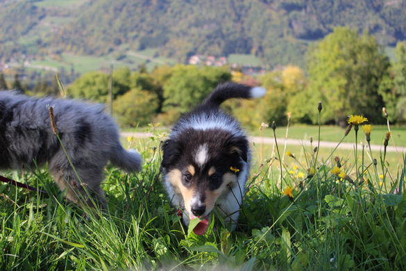 Journée chiots avec Lulu 279.JPG