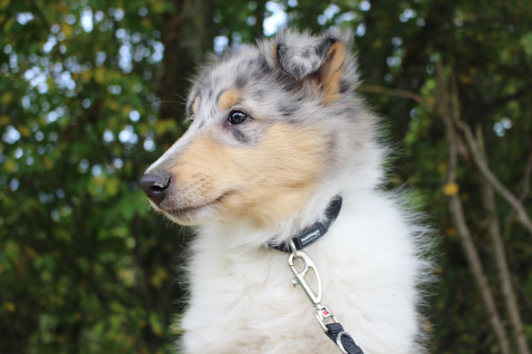 Chiots Colley 10sem et Shetland 6sem 191.JPG