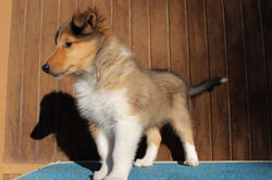 Chiots_et_Mélusine_et_papa_et_maman_082