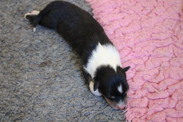 Portée Tiana J1 013.JPG