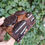 Thumbnail: Oreo Brownie 