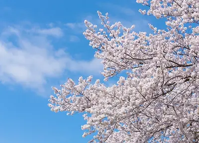 桜.webp