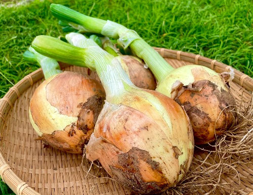 6月の塩山朝市に出店します!