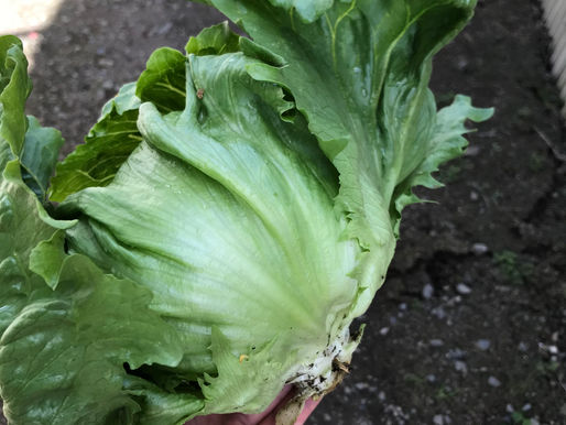 5月の塩山朝市に出店します!