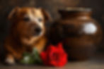 AdobeStock_1067488079.jpeg
