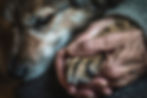 elderly hands holding the paws of a pet