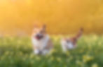 Dog and Cat Running in field