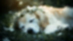Sleeping dog wearing a flower crown