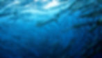 barracudas_unauna_togean