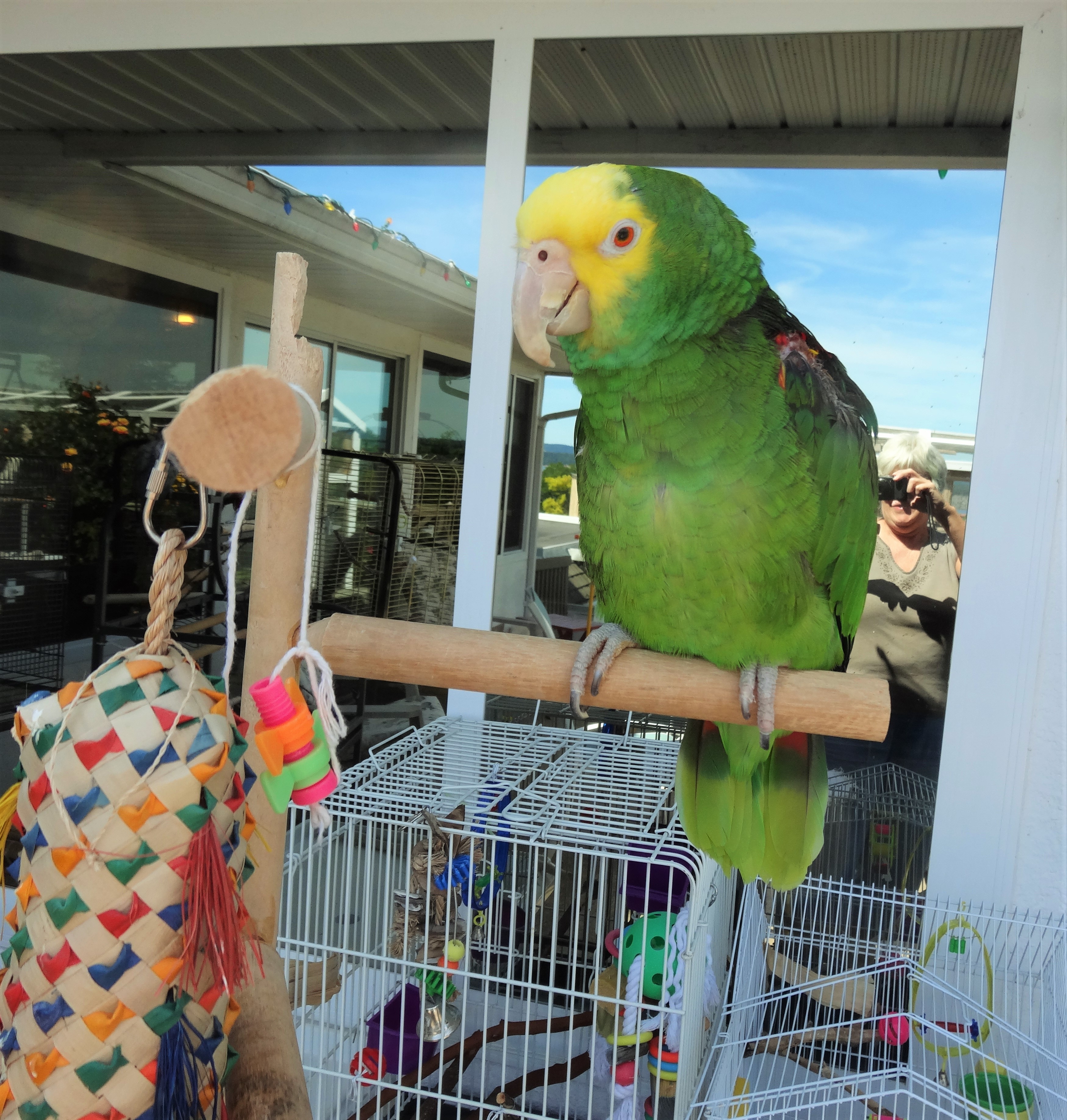 Jekyll Bird