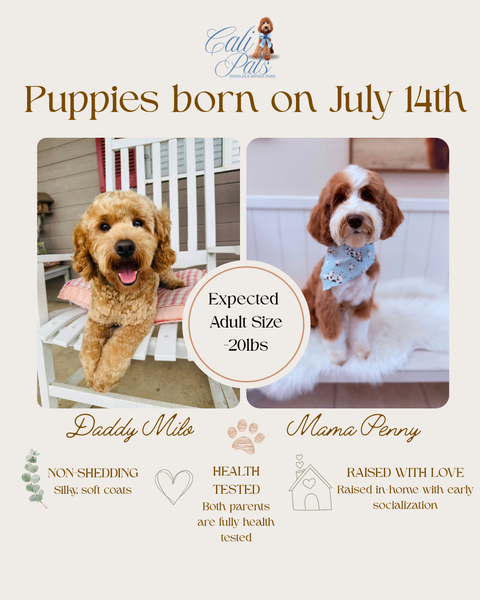 UPCOMING LITTER.png