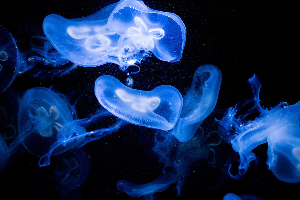 Bioluminescence jelly fish