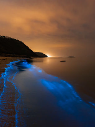 The Best Spots to Experience Bioluminescence