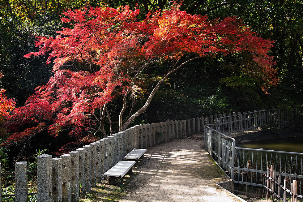 モミジのアーチ