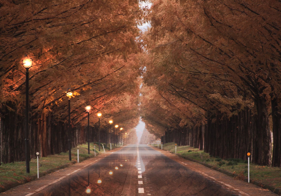 早朝のメタセコ