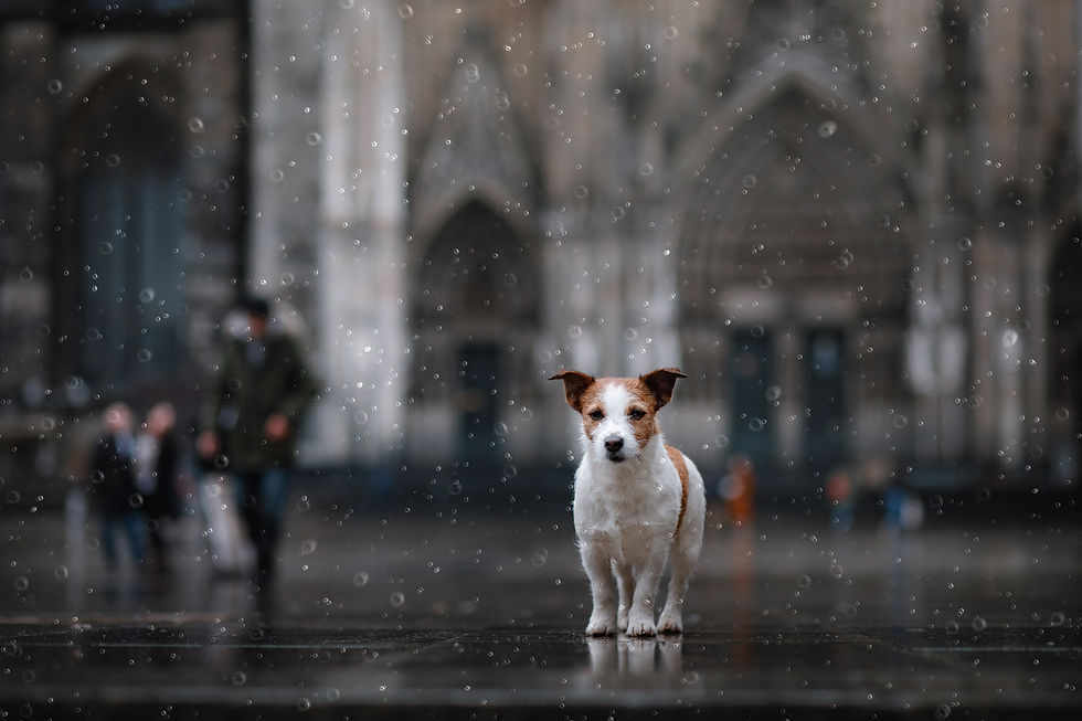 水玉の雨