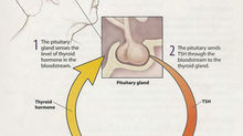 The Thyroid Blood Tests