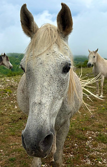 IANOUCHKA
