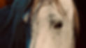 cheval sauvage .jpg