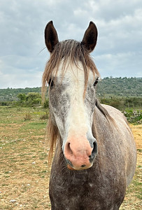 KABI