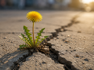 Ein einzelner Löwenzahn wächst durch einen Riss im Asphalt und steht sinnbildlich für Freiheit, Widerstandskraft, Individualität und den Mut, trotz gesellschaftlichen Drucks den eigenen Weg