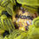 Thumbnail: Bee Welcome