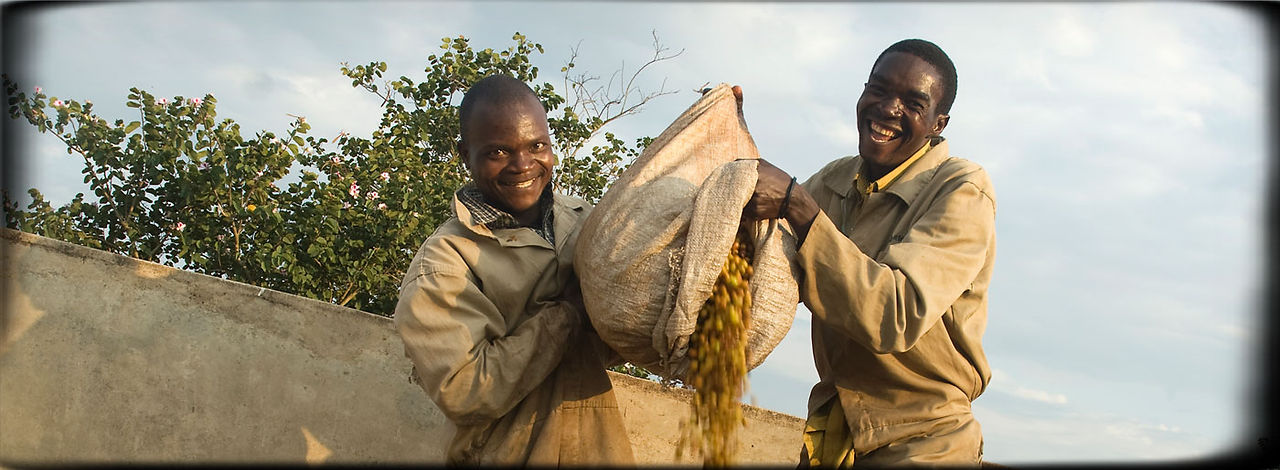 Malawi's first Fair Trade Estate