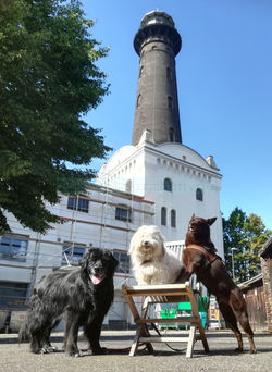 IMG_20190811_110402 W