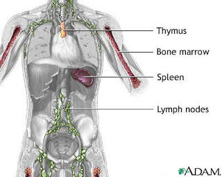 A Weakened Immune System Leads To Cancer...