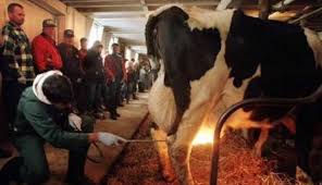 Producción de leche animal