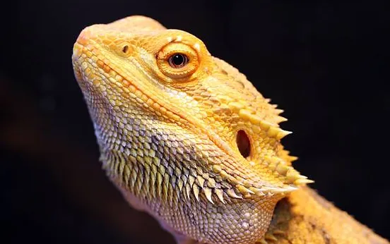 reptile store brooklyn