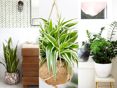 8 Plants That Thrive in the Bathroom