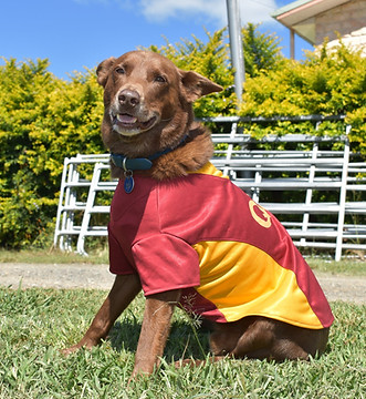 best-plumbing-dog-gympie.jpg