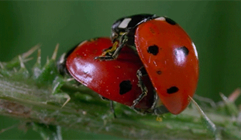 sexualité coccinelles