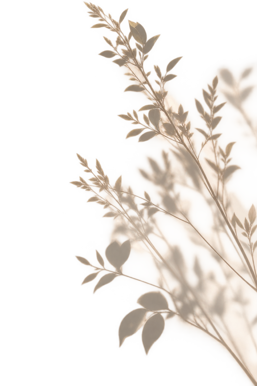 Ombre botanique délicate et lumineuse.png