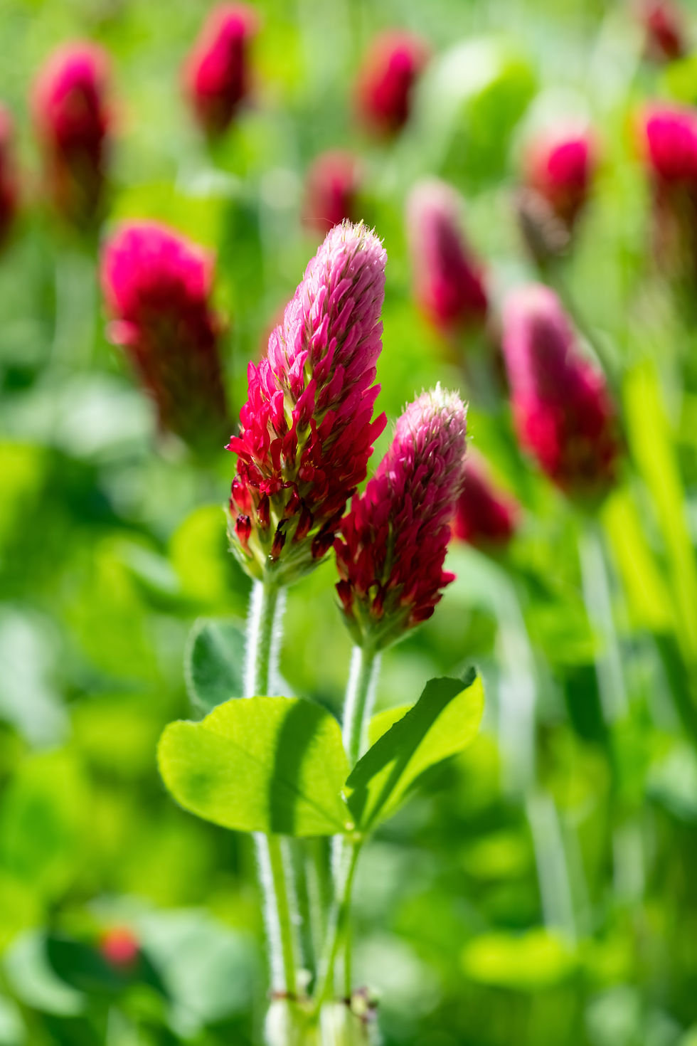 Crimson Clover