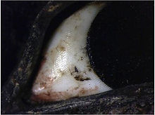 Oeil_égyptien,_identification.jpg