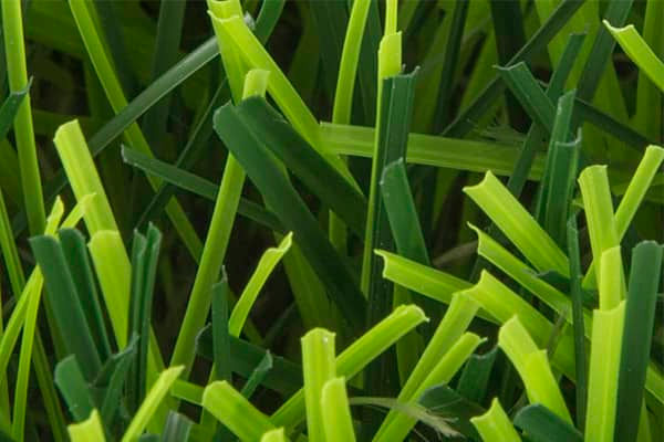 Nova-Grass-macro.jpg