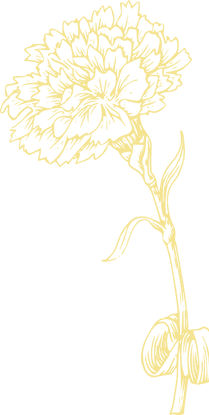 carnation-hi_edited_edited_edited_edited