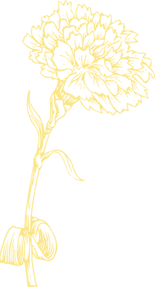 carnation-hi_edited_edited_edited_edited
