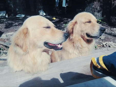 Golden abandonados, pudieron ser robados
