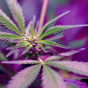 Vermont Has Legalized Recreational Marijuana Sales