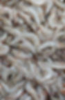 Venami shrimp