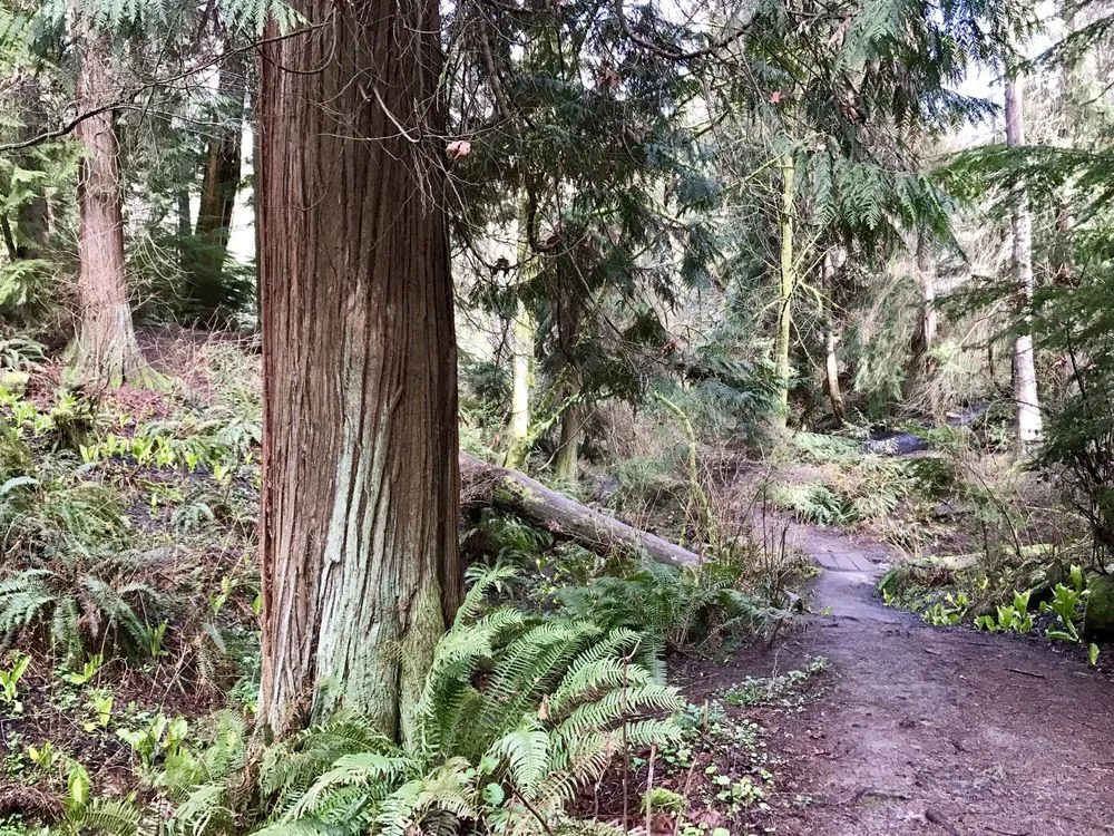 Grounds run routes west seattle west seattle grounds