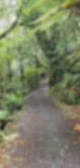Reonnection in native forests 
