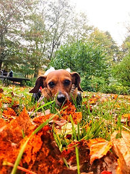 Daisy Mae 2.jpeg