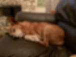 Tippy 2.3.jpeg